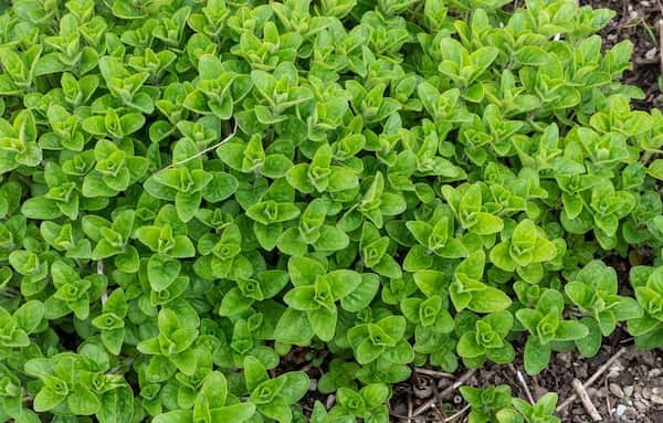 تصویر 4 از قیمت پونه کوهی لرستان با کیفیت ارزان + خرید عمده